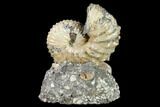 2.3" Fossil Discoscaphites Gulosus Ammonite - South Dakota - #131223-3